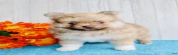 Pomeranian dogs for sale: Apollo - Ad 7