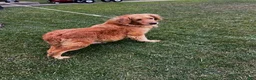 Golden Retriever dogs for sale: Hunter - Ad 5