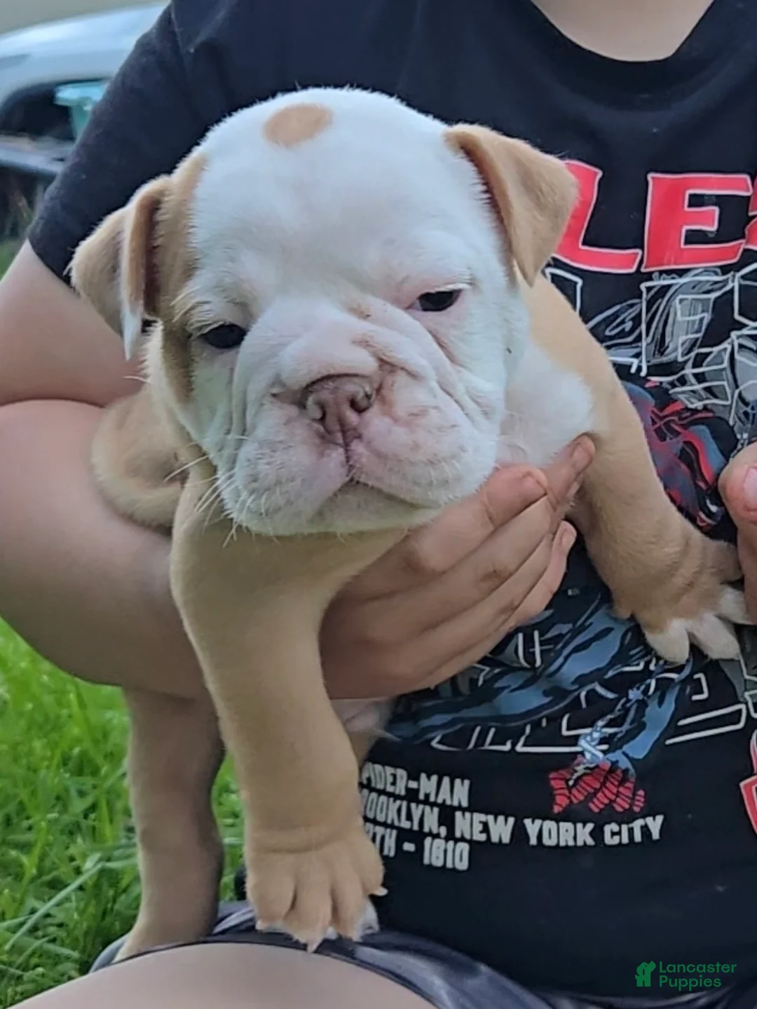 Olde English Bulldogge dogs for sale: Olde English Bulldogge Puppy 1 - Ad 1