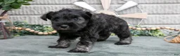Miniature Schnauzer dogs for sale: Chase - Ad 2