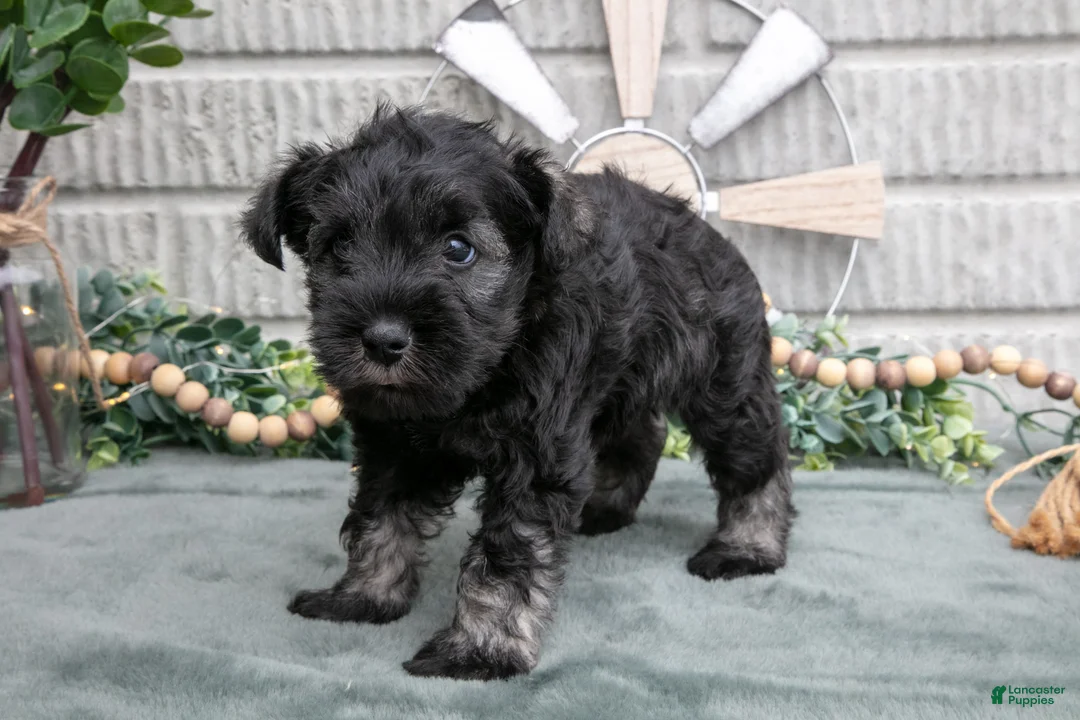 Miniature Schnauzer dogs for sale: Chase - Ad 2