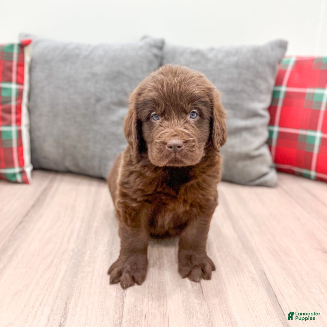 Newfoundland dogs for sale: Sadie - Ad 2