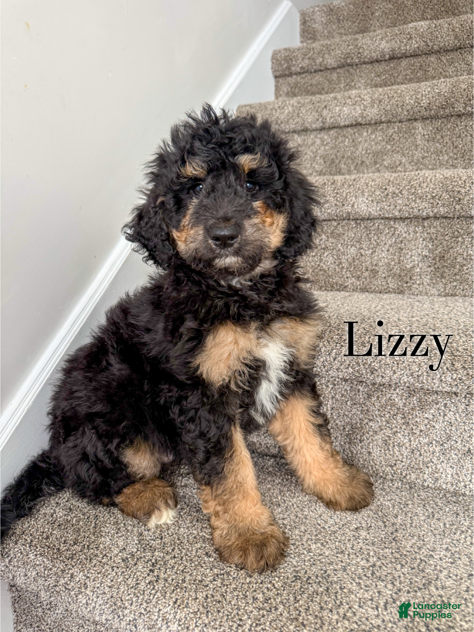 Aussiedoodle dogs Lizzy - Ad 24
