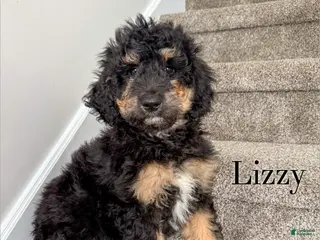 Aussiedoodle dogs Lizzy - Ad 24