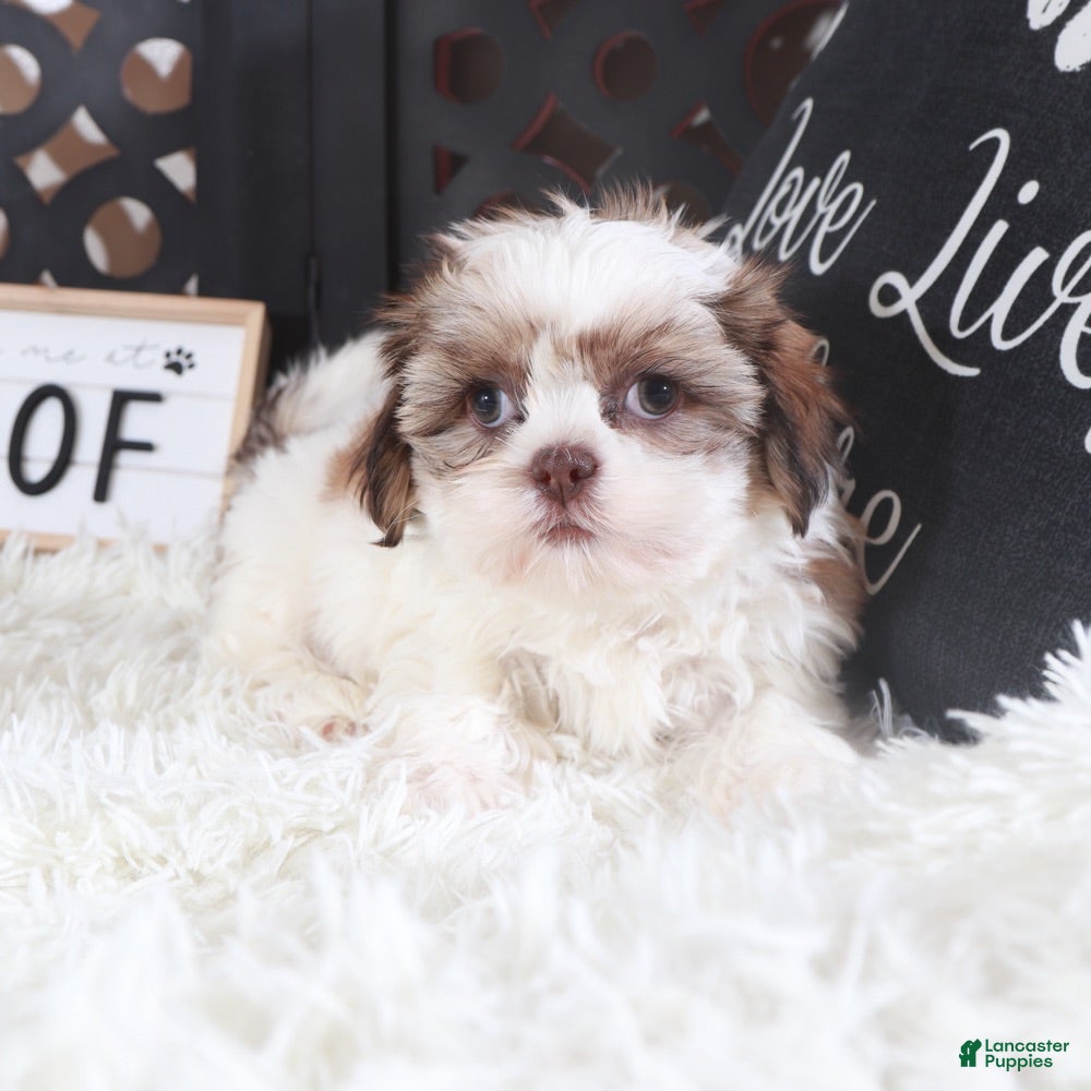 Shih Tzu dogs Shih Tzu Puppy Molly - Ad 7