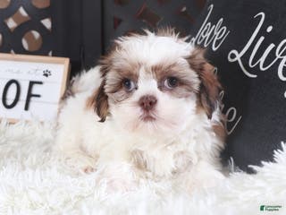 Shih Tzu dogs Shih Tzu Puppy Molly - Ad 20