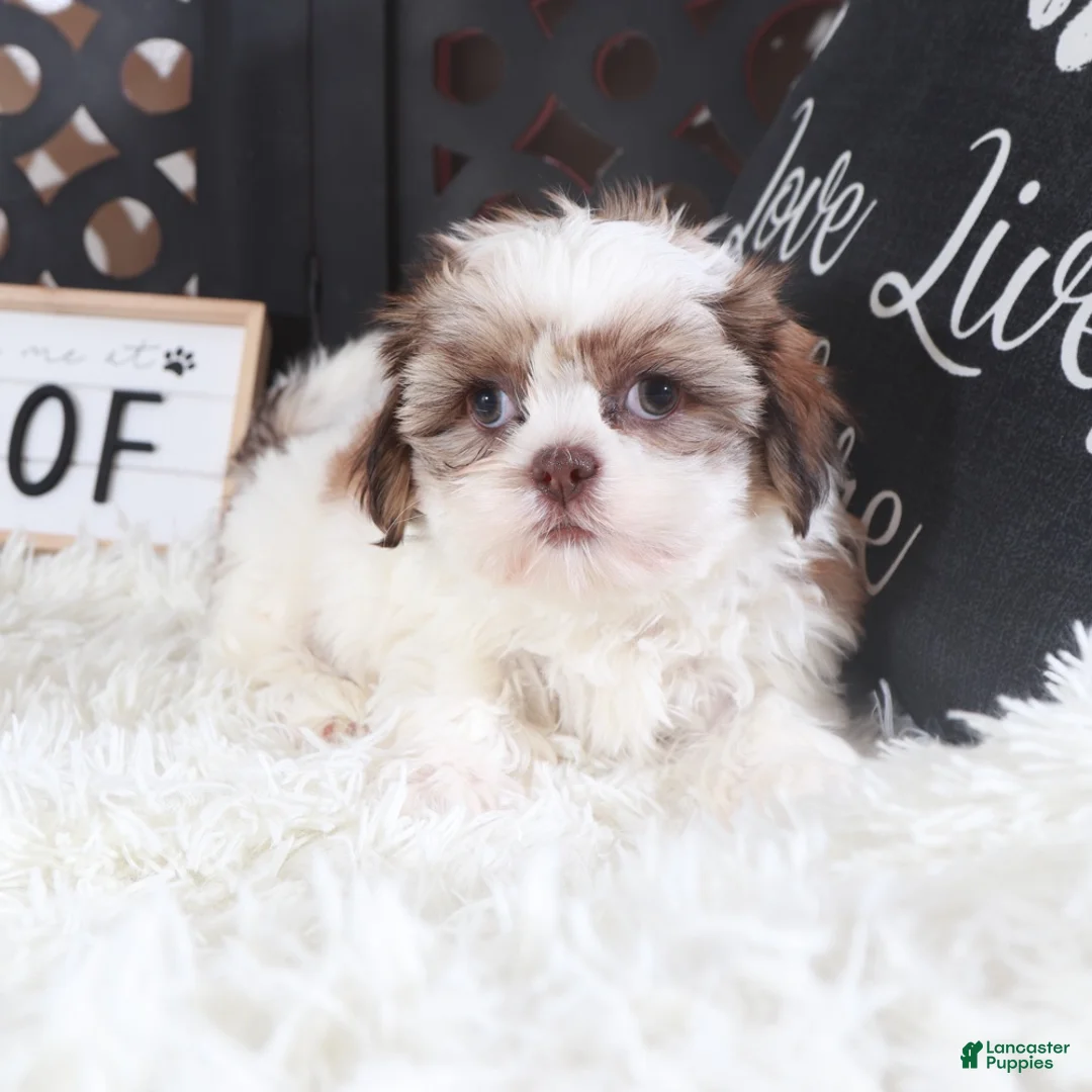 Shih Tzu dogs for sale: Shih Tzu Puppy Molly - Ad 1