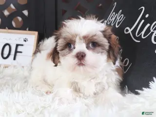 Shih Tzu dogs Shih Tzu Puppy Molly - Ad 3