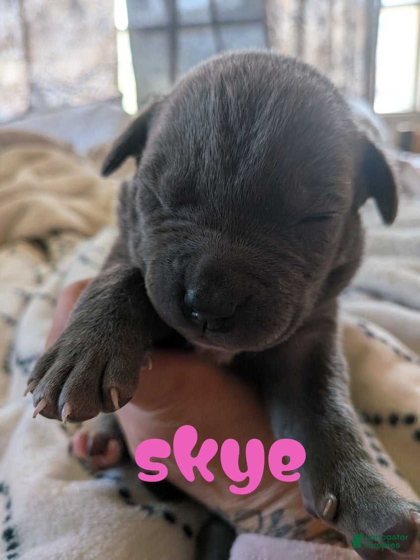 Mixed Breed dogs Skye - Ad 1