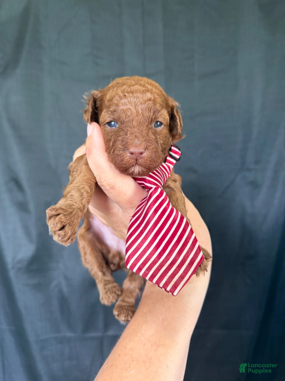 Toy Poodle dogs for sale: Akc 🧬 tested Clear Red bb Boy 💙 - Ad 1