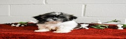 Shih Tzu dogs for sale: Happy - Ad 1