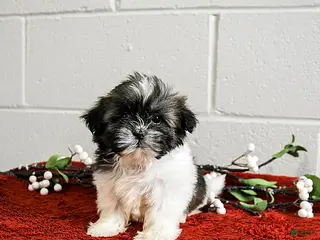 Shih Tzu dogs Happy - Ad 38