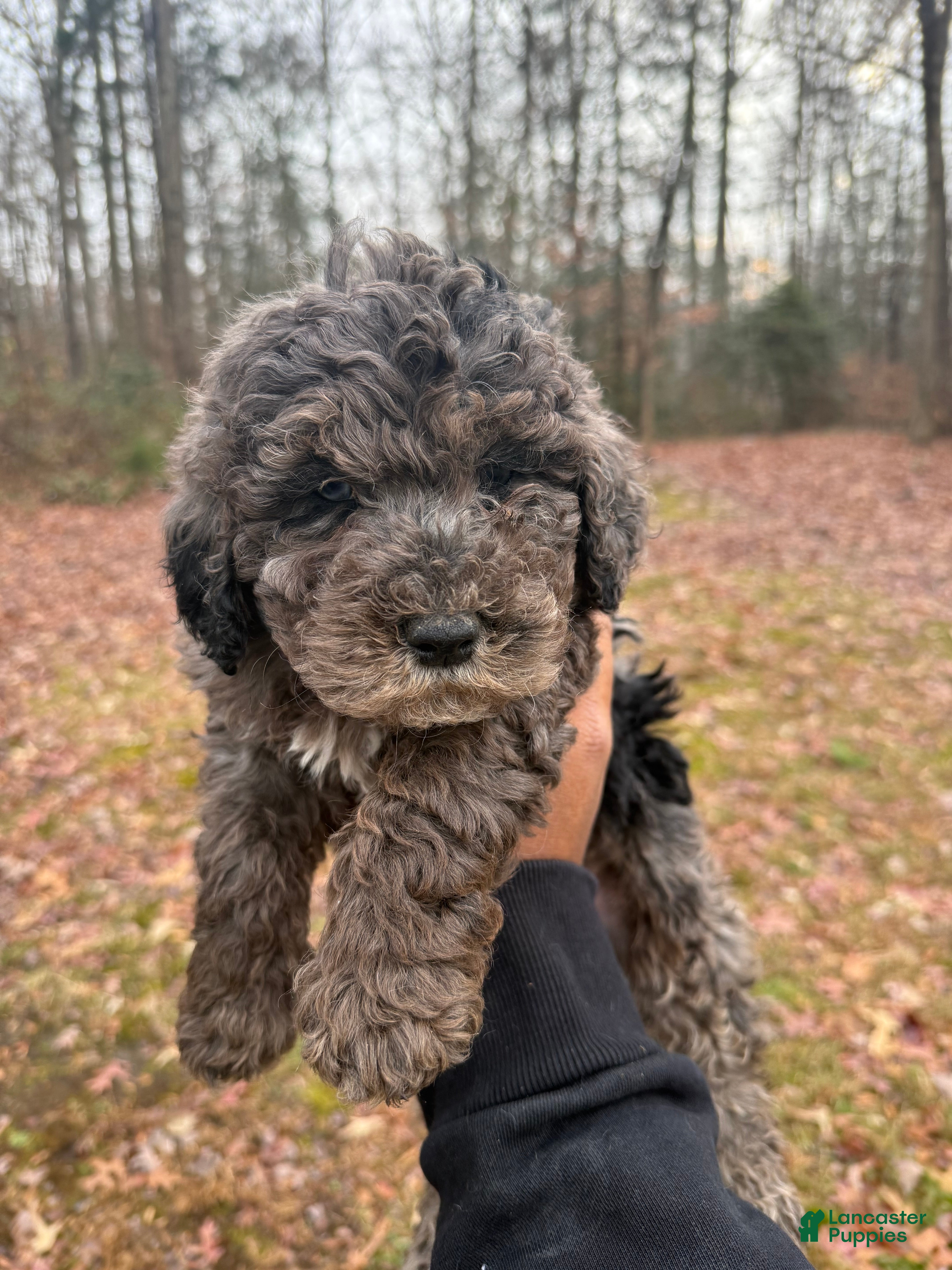 Miniature Poodle dogs Miniature Poodle Puppy 1 - Ad 40