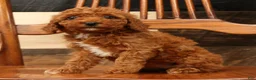 Miniature Poodle dogs for sale: Ava - Ad 6