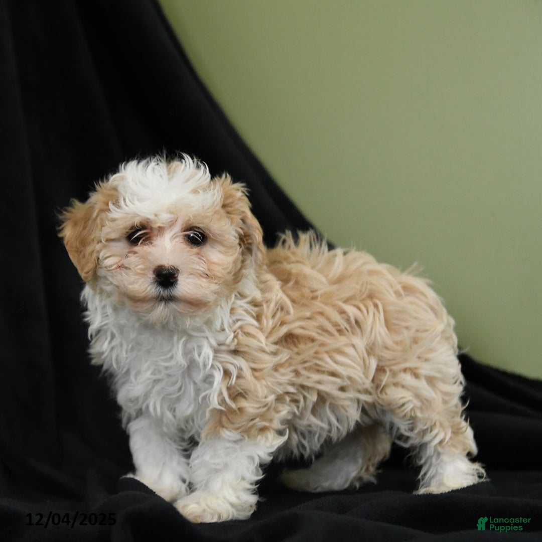 Havanese dogs for sale: Dena - Ad 1