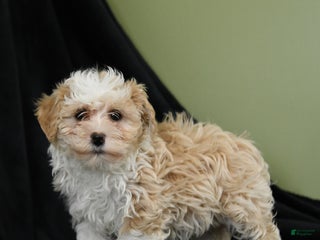 Havanese dogs Dena - Ad 29
