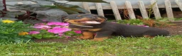 Rottweiler dogs for sale: Diamond - Ad 2