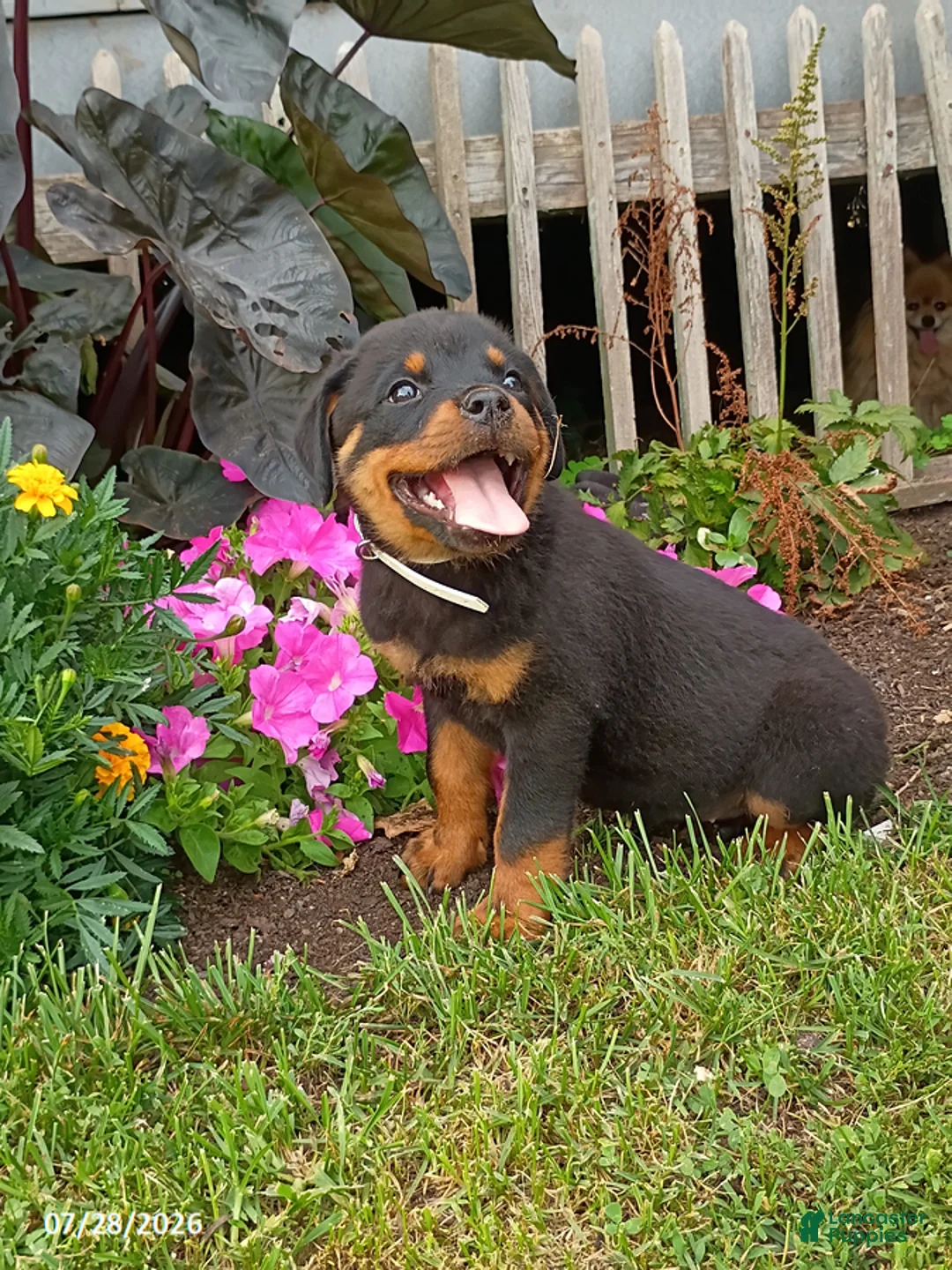 Rottweiler dogs for sale: Diamond - Ad 2