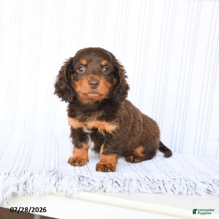 Miniature Dachshund dogs Bebe - Ad 2