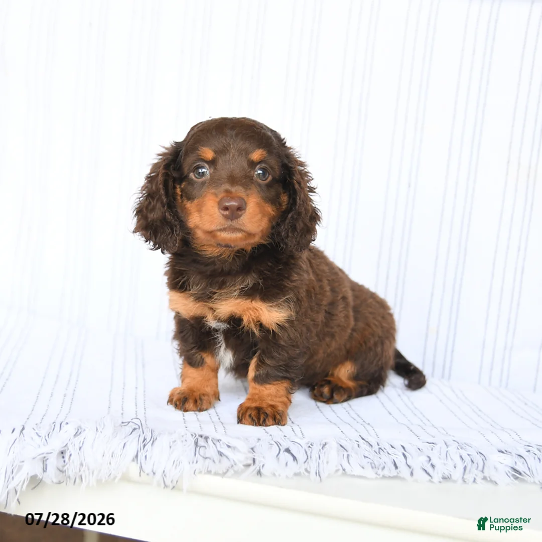 Miniature Dachshund dogs for sale: Bebe - Ad 2
