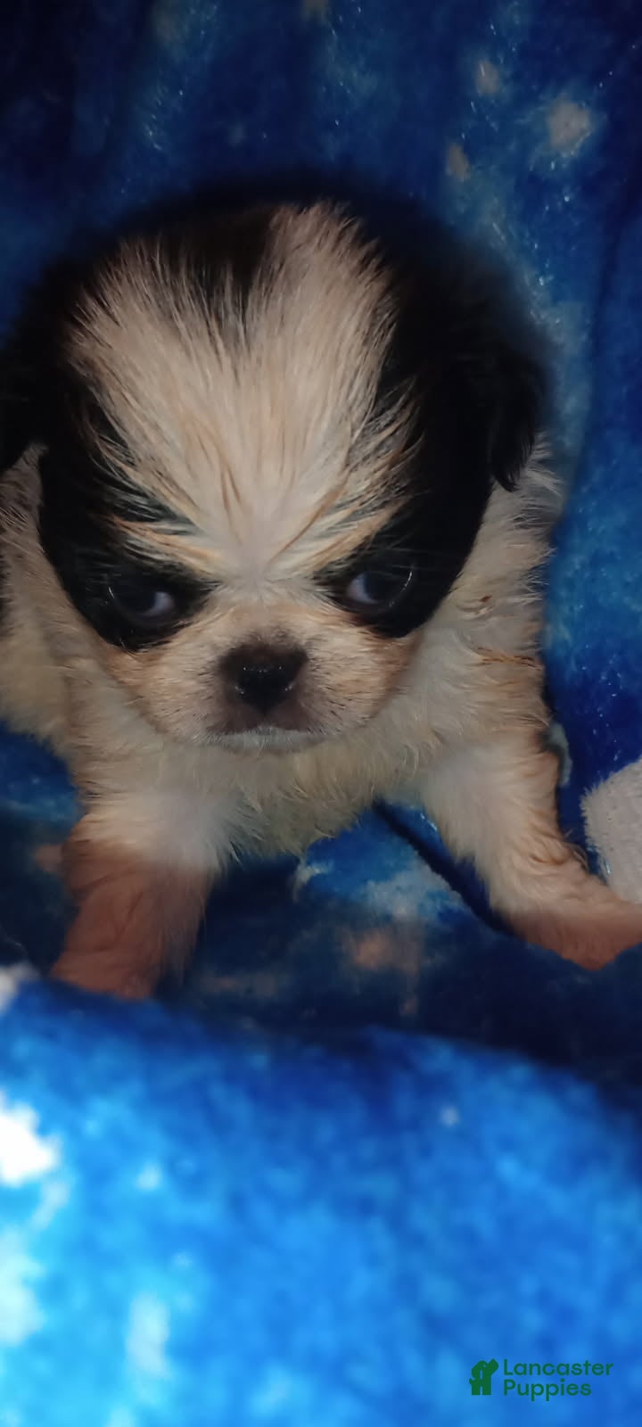 Japanese Chin dogs for sale: Tsuki - Ad 16