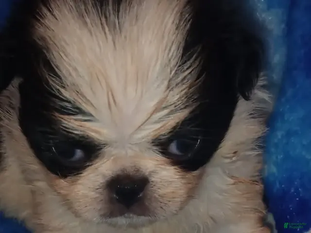 Japanese Chin dogs for sale: Tsuki - Ad 16