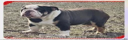 English Bulldog dogs for sale: Lilly, Lilac Merle - Ad 8