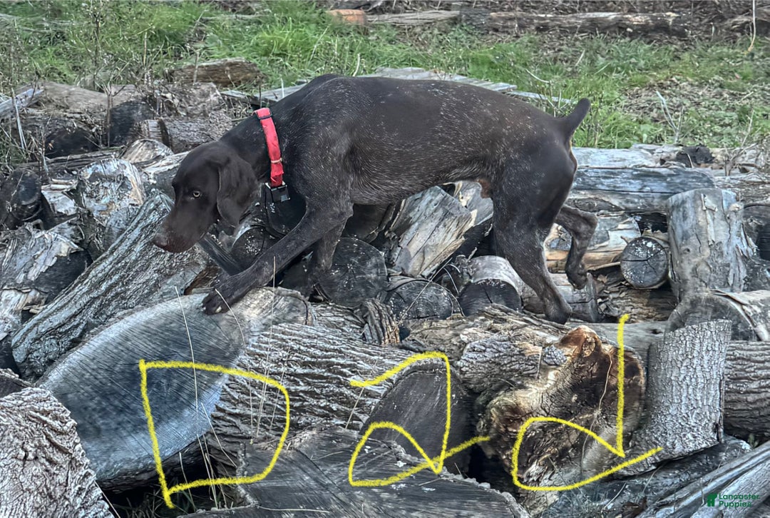 German Shorthaired Pointer dogs for sale: German Shorthaired Pointer Puppy 6 - Ad 4