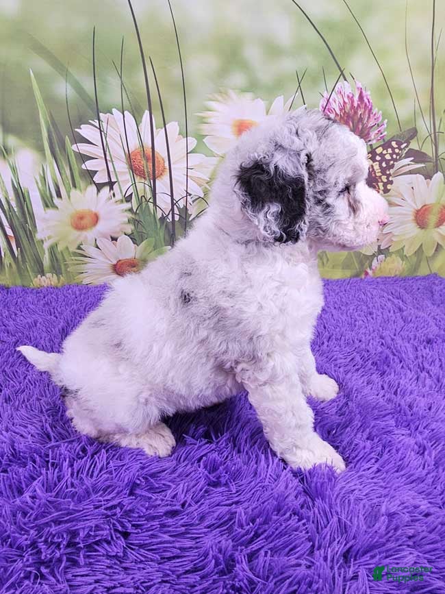 Mini Sheepadoodle dogs Wazza - Ad 2