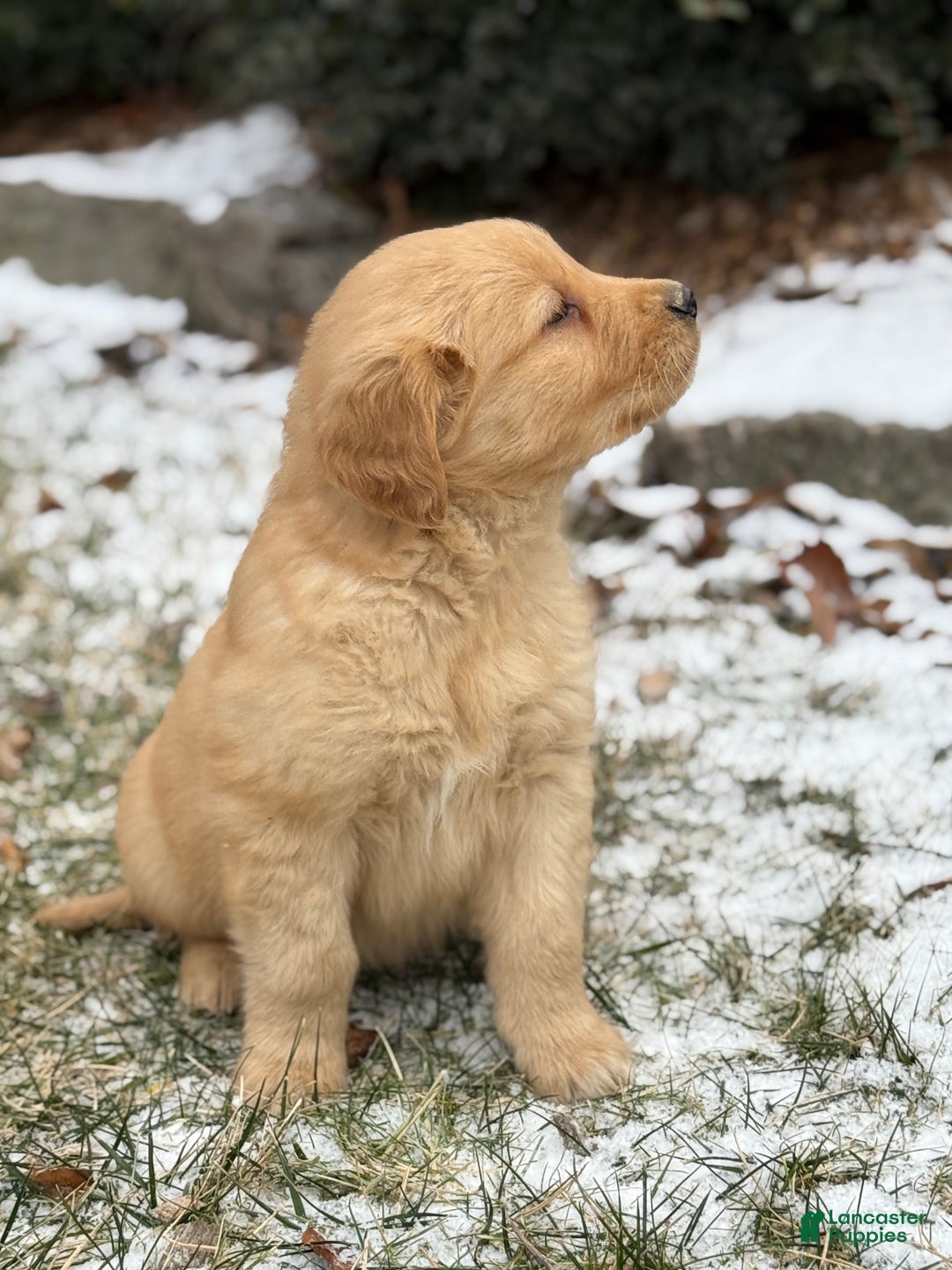 Golden Retriever dogs for sale: Sammy - Ad 8