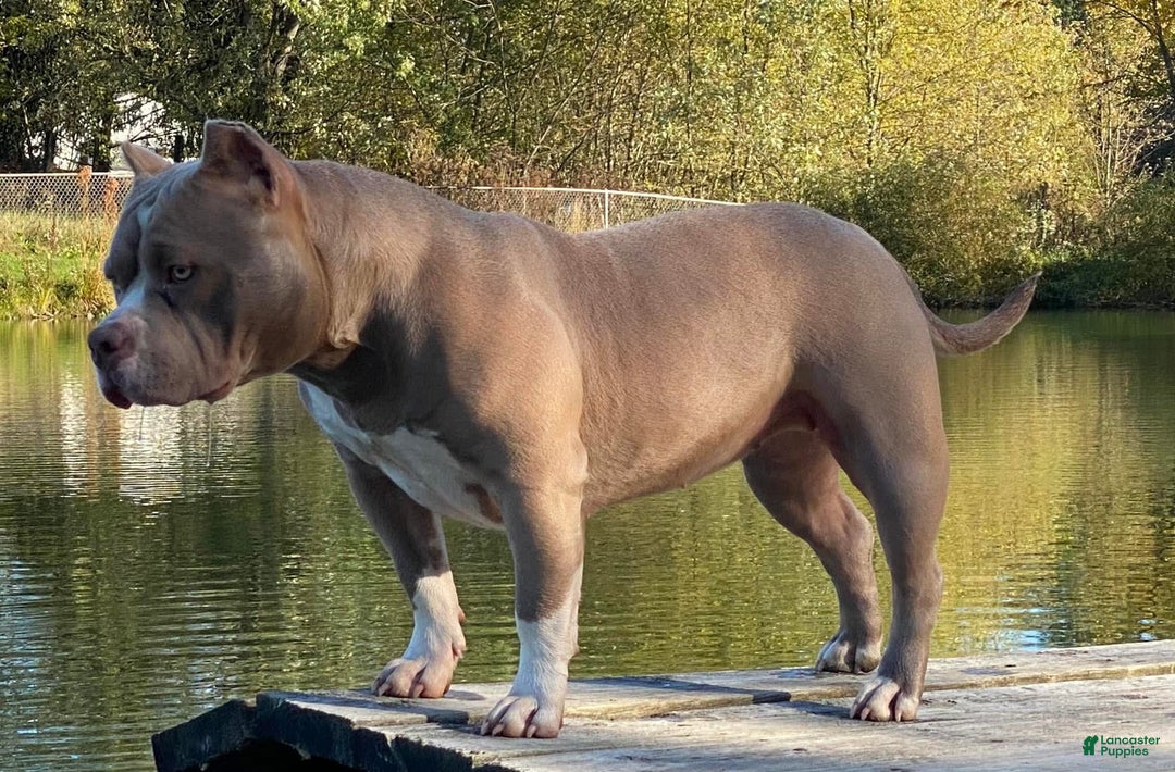 American Bully dogs for sale: Whisper  - Ad 7