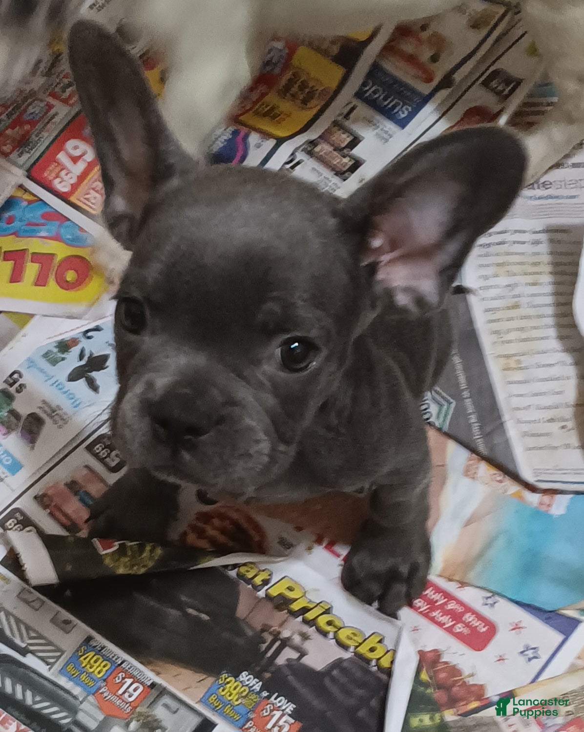 French Bulldog dogs Blake - Ad 2