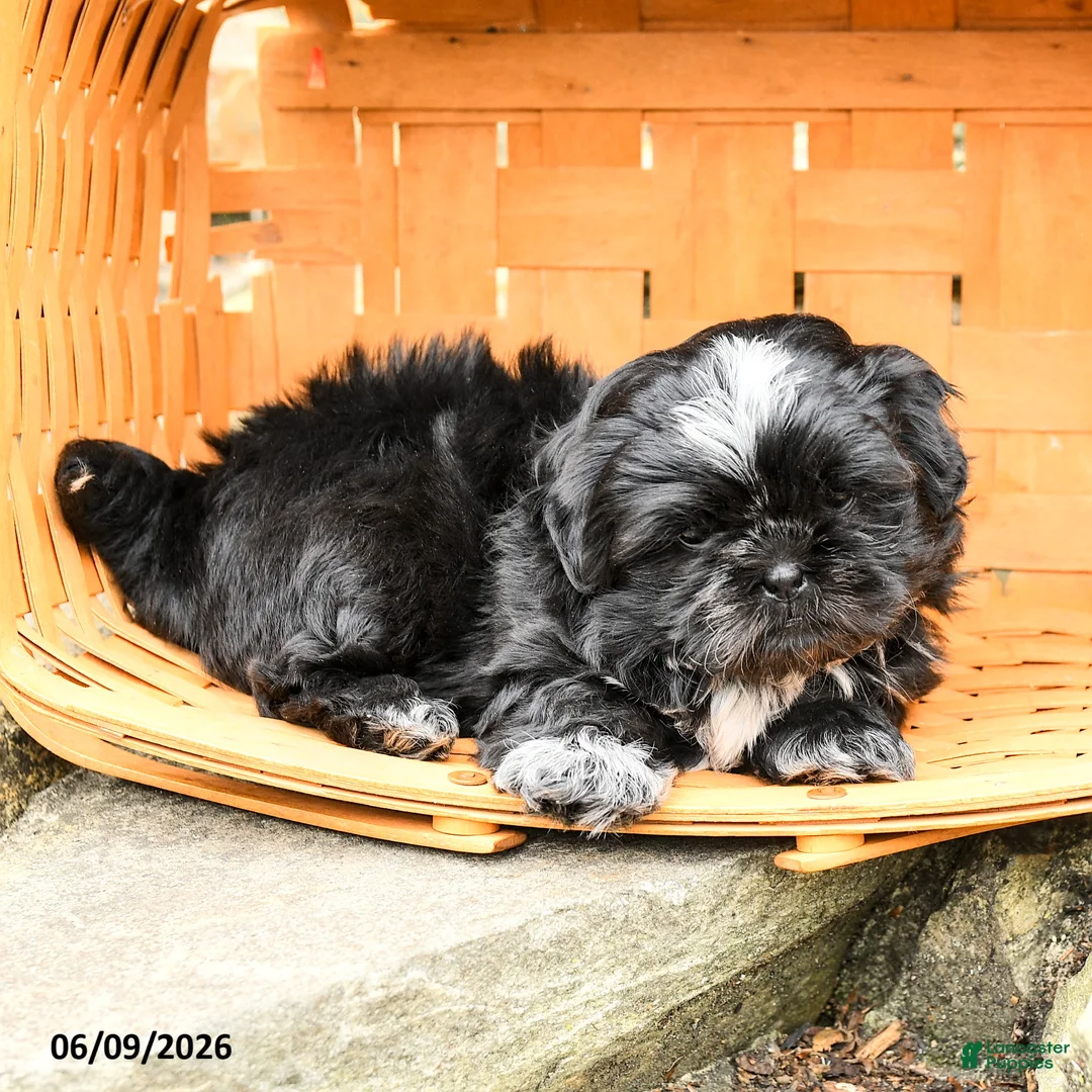 Shih Tzu dogs for sale: Teddy - Ad 2