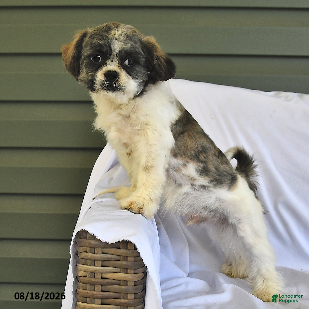Shih Tzu dogs Jeremiah - Ad 1