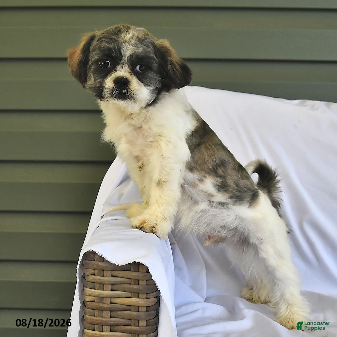 Shih Tzu dogs for sale: Jeremiah - Ad 1