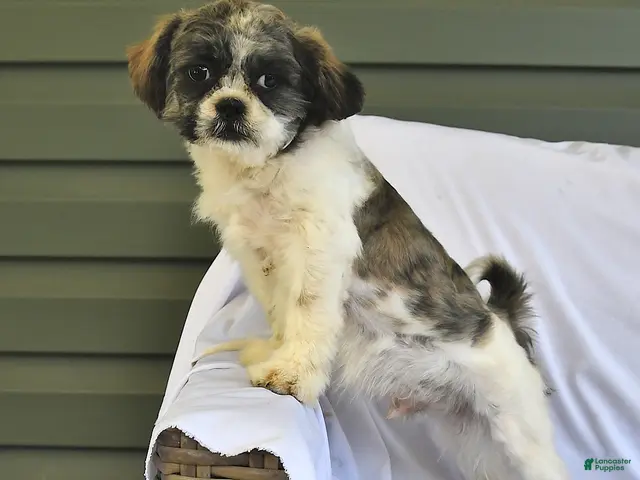 Shih Tzu dogs for sale: Jeremiah - Ad 1