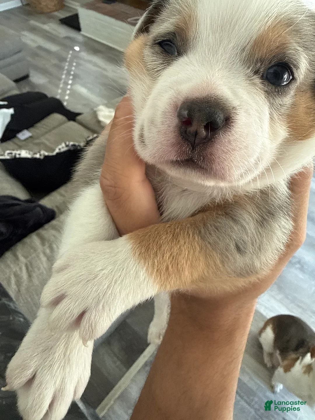 Mixed Breed dogs for sale: Saint - Ad 3