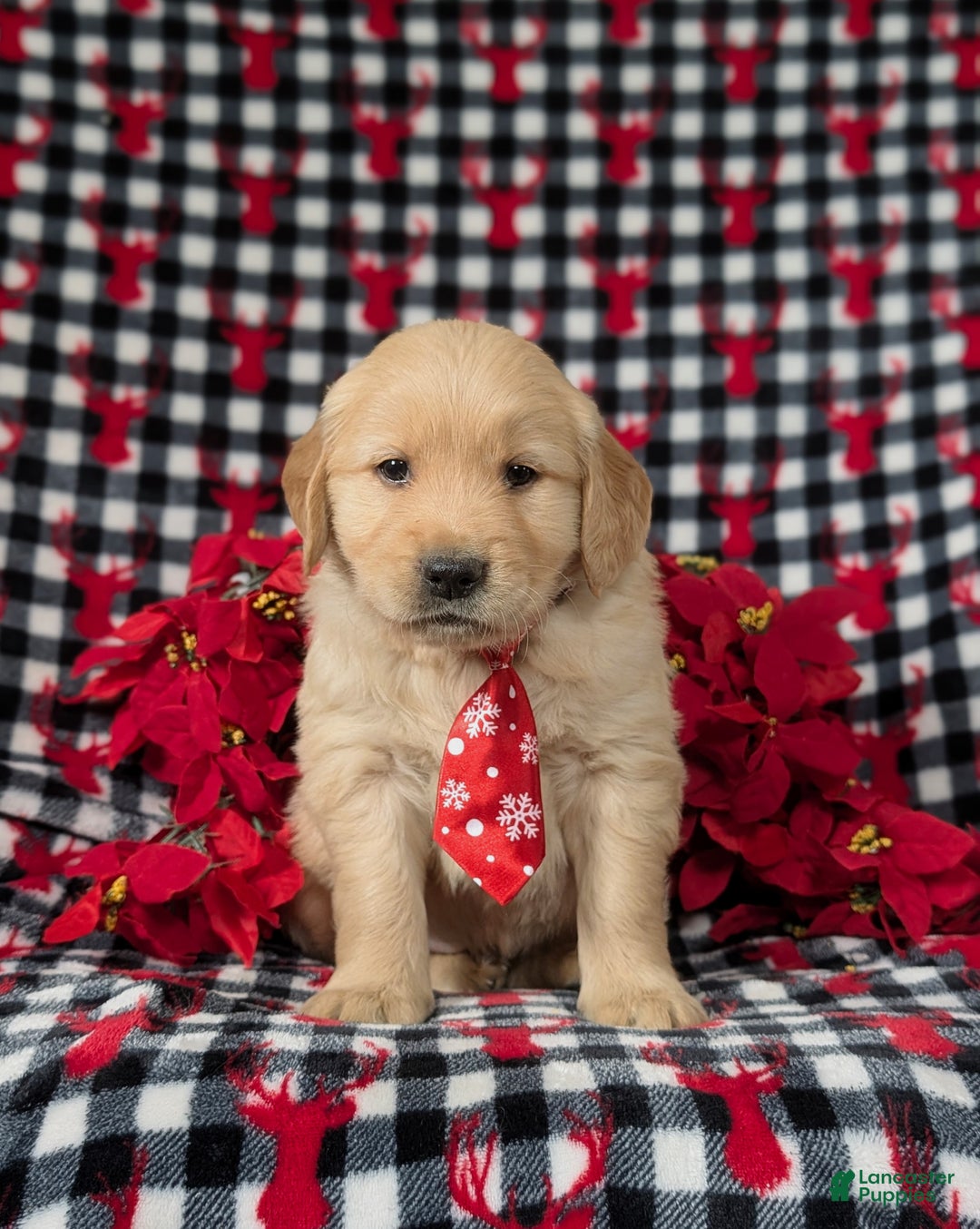 Golden Retriever dogs for sale: Bradburn - Ad 3