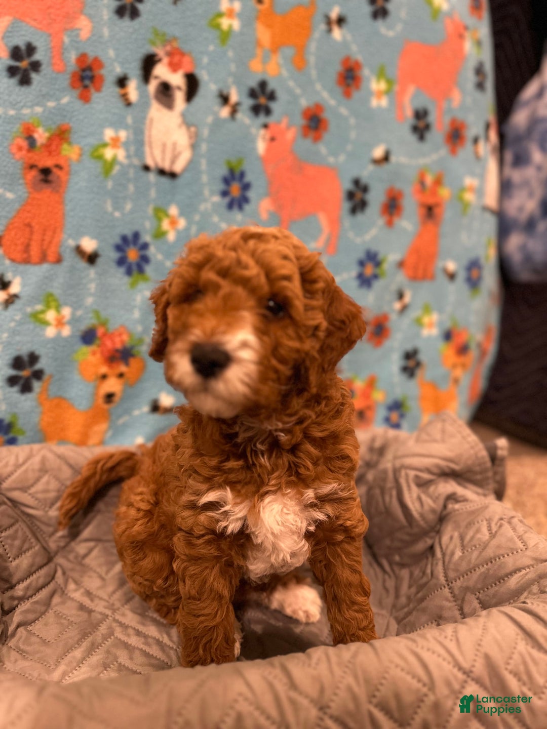 Goldendoodle dogs for sale: Milo - Ad 2