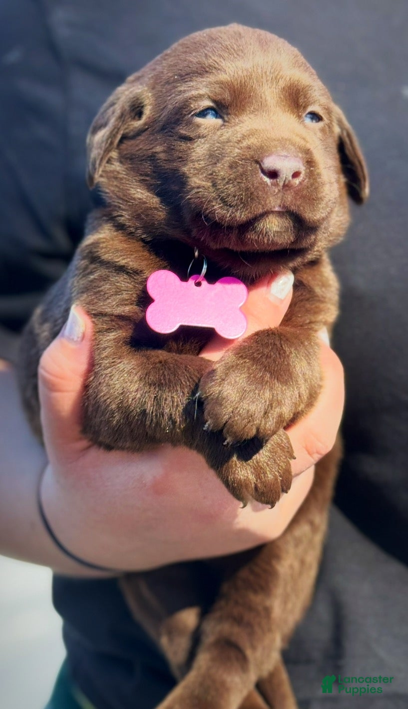 Labrador Retriever dogs georgann  - Ad 2