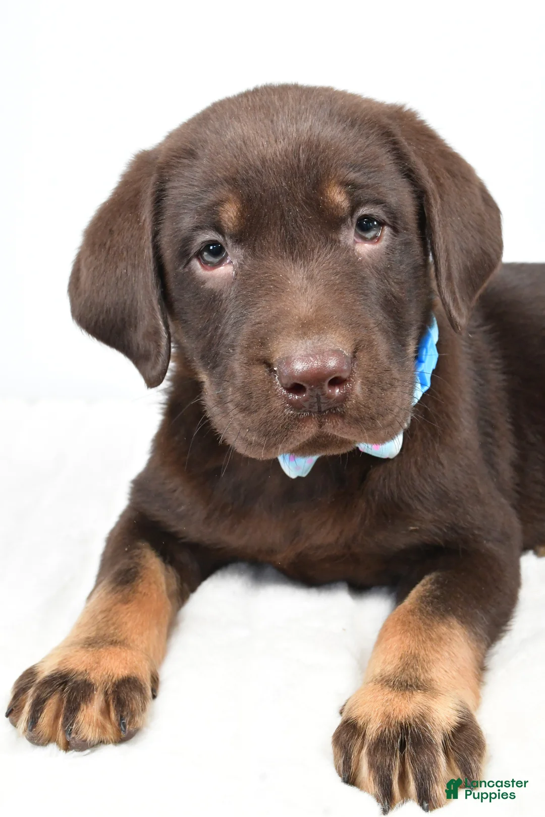 Labrador Retriever dogs for sale: Mac - Ad 3