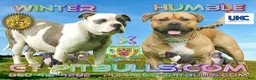 American Bully dogs for sale: Nala - Ad 3