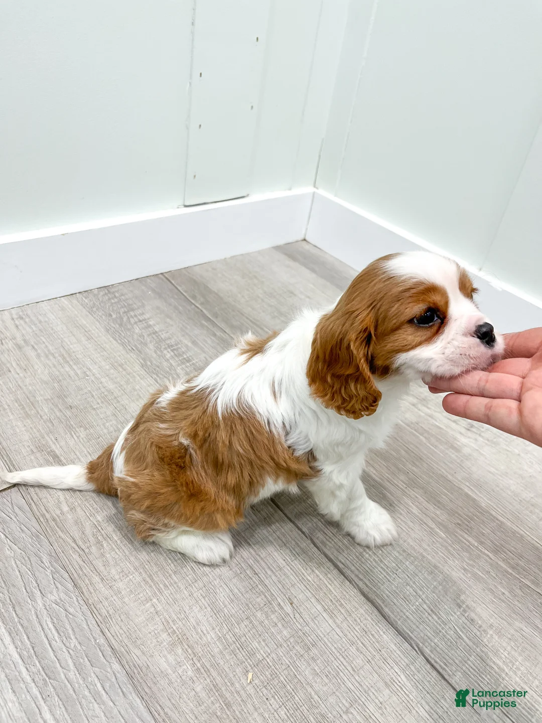 Cavalier King Charles Spaniel dogs for sale: Vinnie - Ad 9