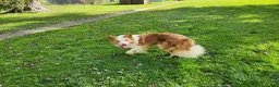 Border Collie dogs for stud: Gold/White ABCA & AKC Registered Stud - Ad 6