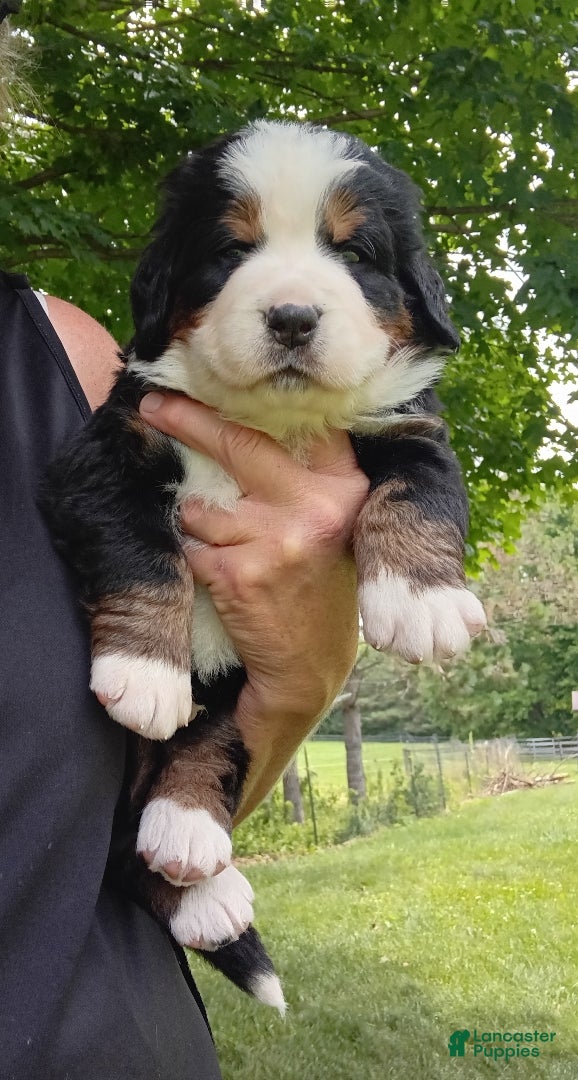 Bernese Mountain Dog dogs Rocky - male- Blue collar - Ad 1