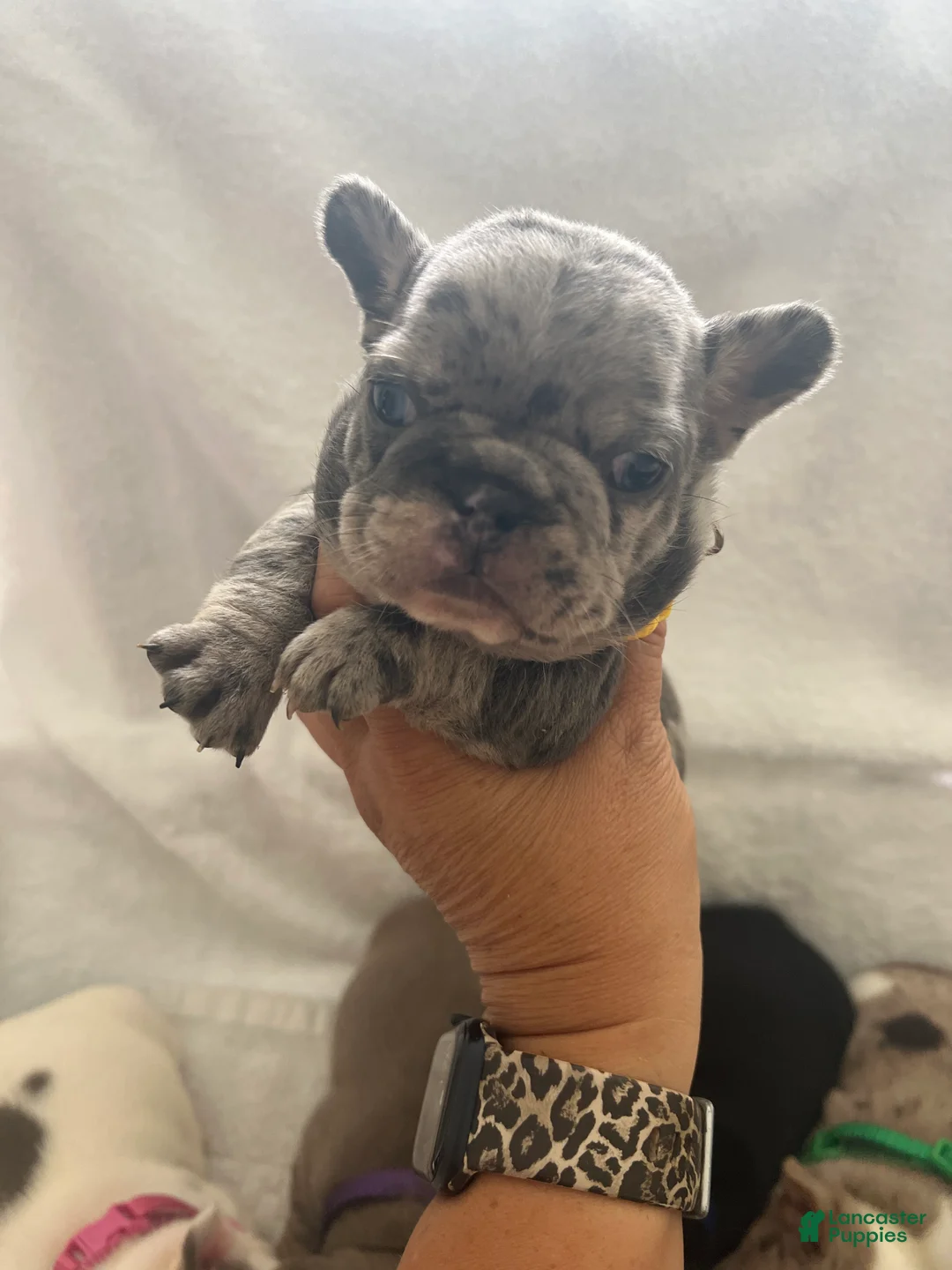 French Bulldog dogs for sale: French Bulldog - Merle - Ad 2