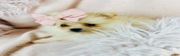 Pomeranian dogs for sale: Teacup Pomeranian  - Ad 3