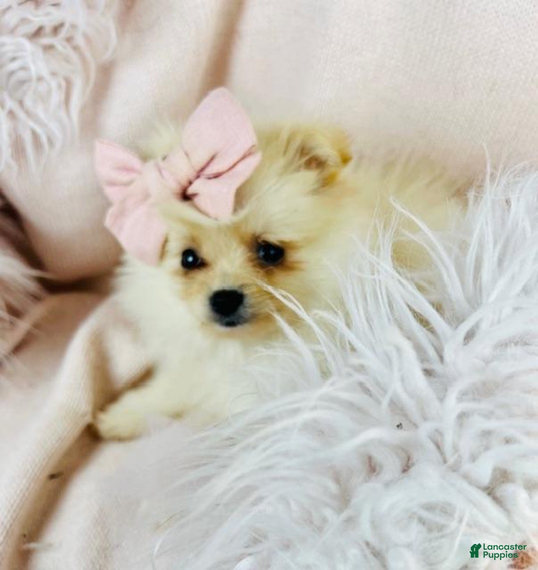 Pomeranian dogs for sale: Teacup Pomeranian  - Ad 3