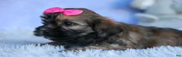 Shorkie dogs for sale: SADIE - Ad 3