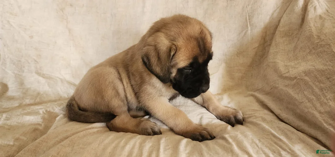 Gallery Image {{count}}